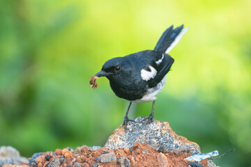 Oriental Magpie Robin with a insect catch 