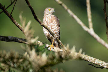 Shikra perched on a tree branch