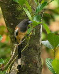 Rufous Tree Pie perched on tree at Vagamon, Kerala, India