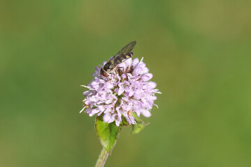 Female hoverfly, Spotted Thintail, Meliscaeva auricollis, family hoverflies (Syrphidae) on flower of water mint Mentha aquatica, family Lamiaceae. Summer, August, Dutch garden.