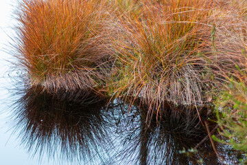 reflections of different leaves, grass, sand in the dark water of the swamp
