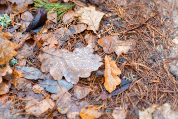 orange tree leaves, beautiful leaf texture, leaf fall, rainy day