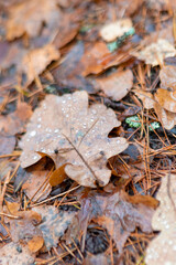 orange tree leaves, beautiful leaf texture, leaf fall, rainy day
