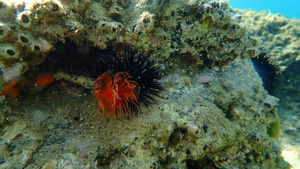 Naklejka na ściany i meble Red calcareous tubeworm or blood-red tubeworm (Protula intestinum) undersea, Aegean Sea, Greece, Halkidiki