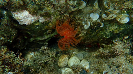 Obraz na płótnie Canvas Red calcareous tubeworm or blood-red tubeworm (Protula intestinum) undersea, Aegean Sea, Greece, Halkidiki
