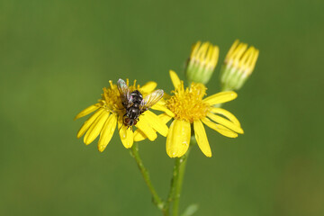 Closeup Tachinid fly Nemorilla floralis on flowers of ragwort (Senecio jacobaea), family Asteraceae. Summer, Dutch garden, August	