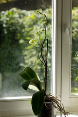 Orchid, two flower stalks with buds in a pot on the window