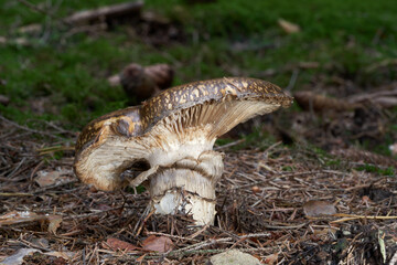 Rare mushroom Catathelasma imperiale in the needles. Known as imperial mushroom. Wild mushroom in the spruce forest.