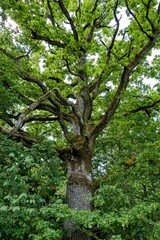 Perennial oak. Green landscape. Dendrology. European deciduous forests.