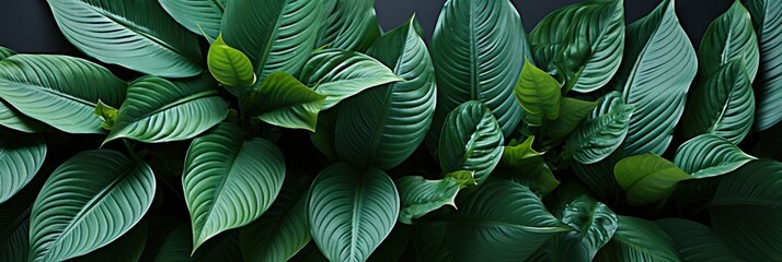 Spathiphyllum Cannifolium Concept Green Abstract  , Banner Image For Website, Background abstract , Desktop Wallpaper