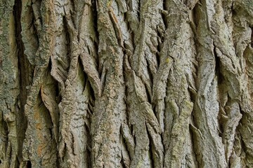 old wood texture for background. Relief creative texture of an old bark. The intricate texture of the bark, twisted rails torn old leafy stem bark