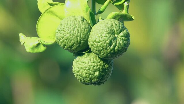 Group of bergamot fruit on a tree