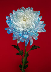 Blue-white chrysanthemum on a red background