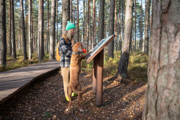 Curious middle-aged pet owner reading information board in reserve while resting during hiking in pine forest. Female pedigree dog magyar vizsla also interested in info, standing and looking at board - obrazy, fototapety, plakaty