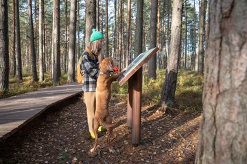 Foto op Aluminium Curious middle-aged pet owner reading information board in reserve while resting during hiking in pine forest. Female pedigree dog magyar vizsla also interested in info, standing and looking at board © DimaBerlin
