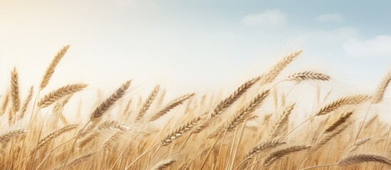 wind blown wheat field