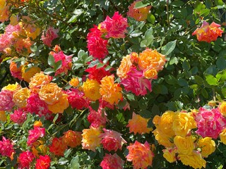 Rose climbing bush colorful flowers red yellow orange blossoms in the garden