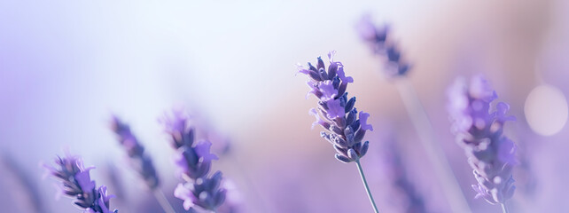 Obraz premium close up of a bunch of lavender flowers, isolated close up on a sprig of lavender on a purple blur background, sweet wallpaper, aromatherapy concept 