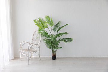 White armchair and green palm tree plant in the interior of a dark gray room