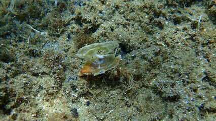 Seashell of saddle oyster or European jingle shell, European saddle oyster (Anomia ephippium) undersea, Aegean Sea, Greece, Halkidiki