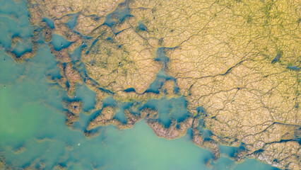 Algae structure in the water, algae, invasion of dark green weeds and mystical landscapes