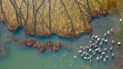 flocks of geese and birds living in a different atmosphere in the pond and differences in...