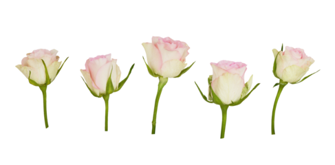 Set of rose flowers isolated on white or transparent background