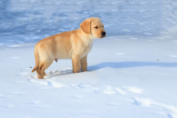 Small cute labrador retriever puppy dog in white snow