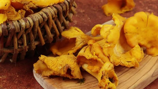 plusieurs girolles fraiches, en gros plan