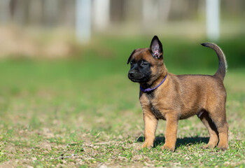 Portrait of a belgian shepherd malinois puppy