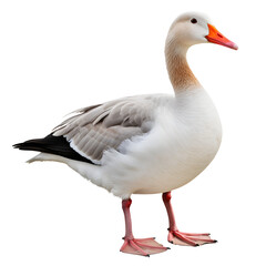 goose isolated on transparent background - design element PNG cutout