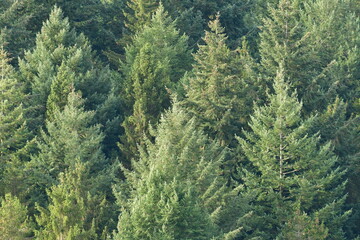 conifer Trees background german forest odenwald
