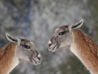 portrait two llama on a blurred gray background