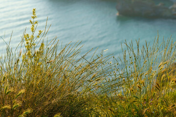 Grass on the steep bank of the cliff