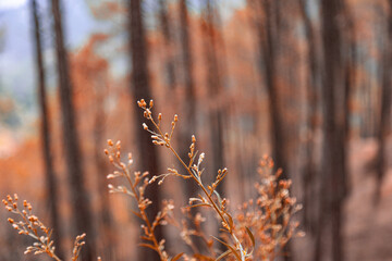 reeds in the autumn
