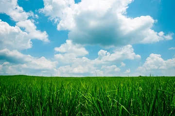 Foto op Canvas green field and blue sky © haziq