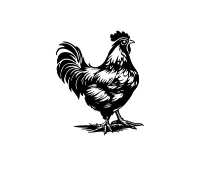 chicken illustration vintage rooster black and white