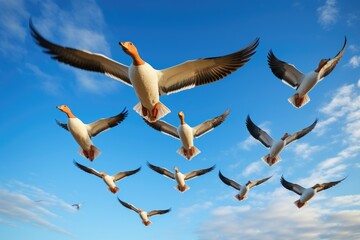 a flock of geese flying in a v-formation against a clear blue sky