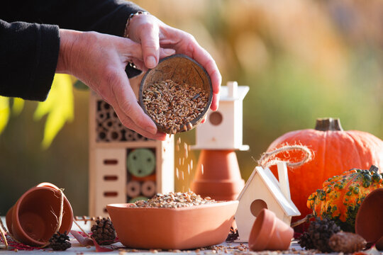Birds feeding and birds food