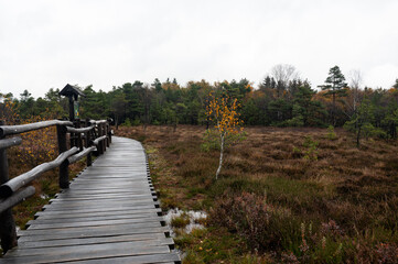 Fototapeta na wymiar A wooden path in the Black Moor after a rain in autumn