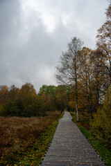 Wooden path in the Black Moor after a rain in autumn