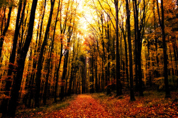 A dark forest in autumn