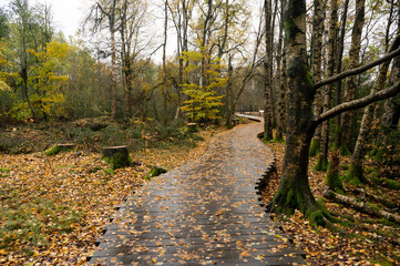 Wooden path in the Black Moor after a rain in autumn, with tree stumps on the edge
