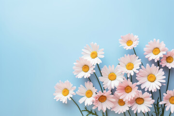 Daisy bunch, isolated pastel background, copy space