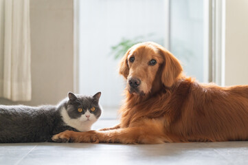 British Shorthair Cat and Golden Retriever Keep Each Other Company