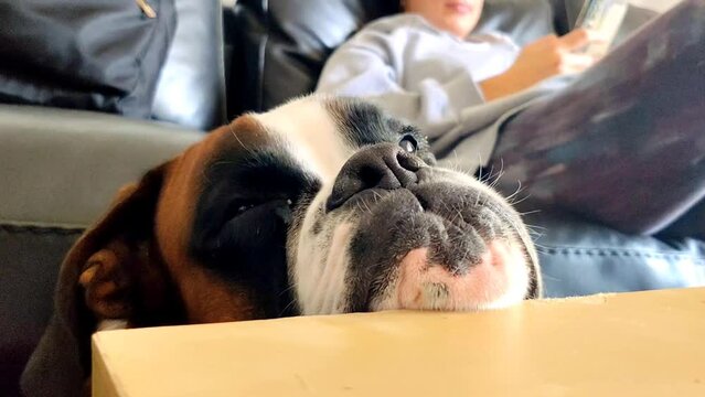 Boxer dog resting chin on table, lounging with owner at home