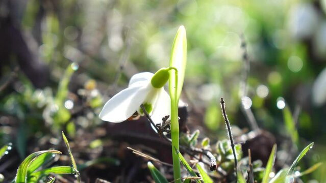 Close-up snowdrops flower blooming Early spring in the forest. Snowdrop flowers, Glade of snowdrops swaying in the wind. Bees collect honey from the first spring snowdrops, closeup. Galanthus nivalis.