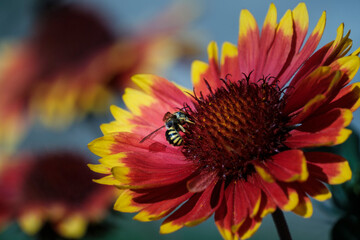 Bee finding honey in flowers