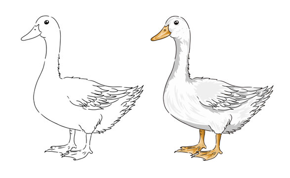 Swan vector coloring page image. Swan Vector