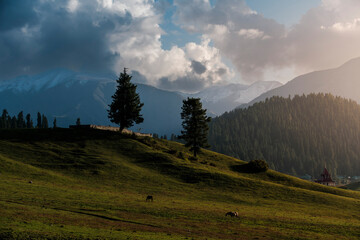 majestic view of Gulmarg, Kashmir, India at sunset. The meadow only be seen on the summer during June until October. Gulmarg is famous as a ice sport places during the winter. 
